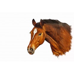 Pferdebilder, Pferdemotive, Pferdedrucke auf Leinwand, Pferdefotos, Pferde Leinwandbilder für Reiter, Pferdegemälde