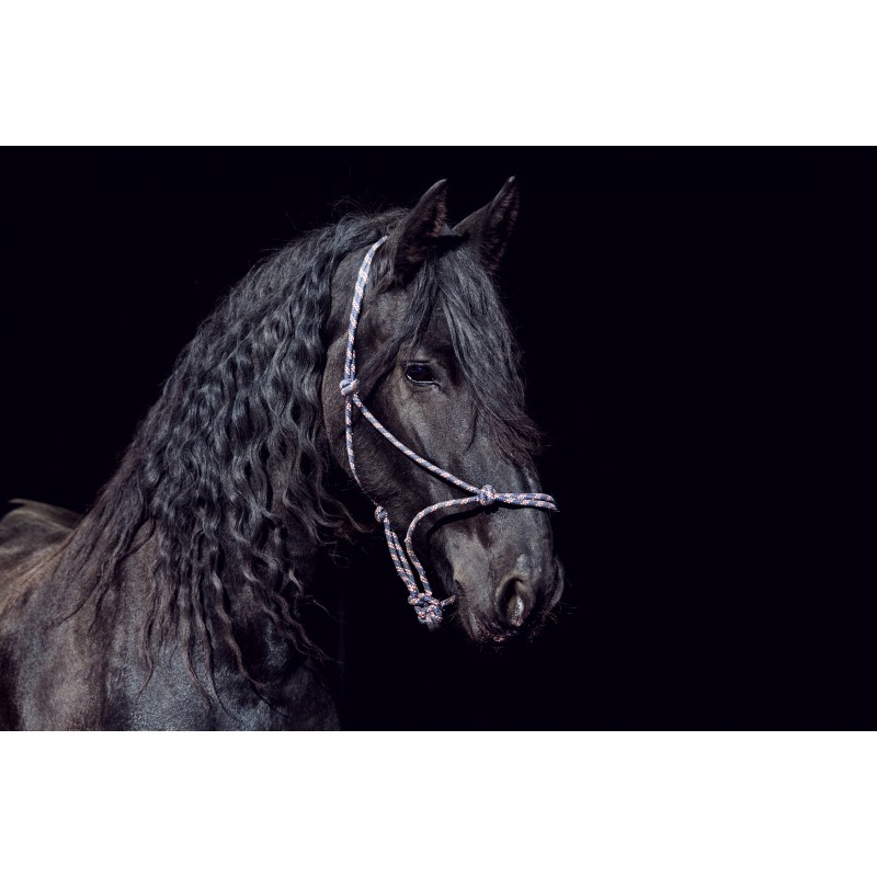 Pferdebilder, Friesenbilder, Pferdefoto Friesenpferde, Pferdeleinwände, Leinwandbilder mit Pferdemotiven für ReiterInnen