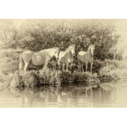 Leinwand "Camargue Ponys"