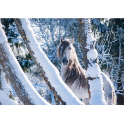 Leinwand "White Winter Horse"