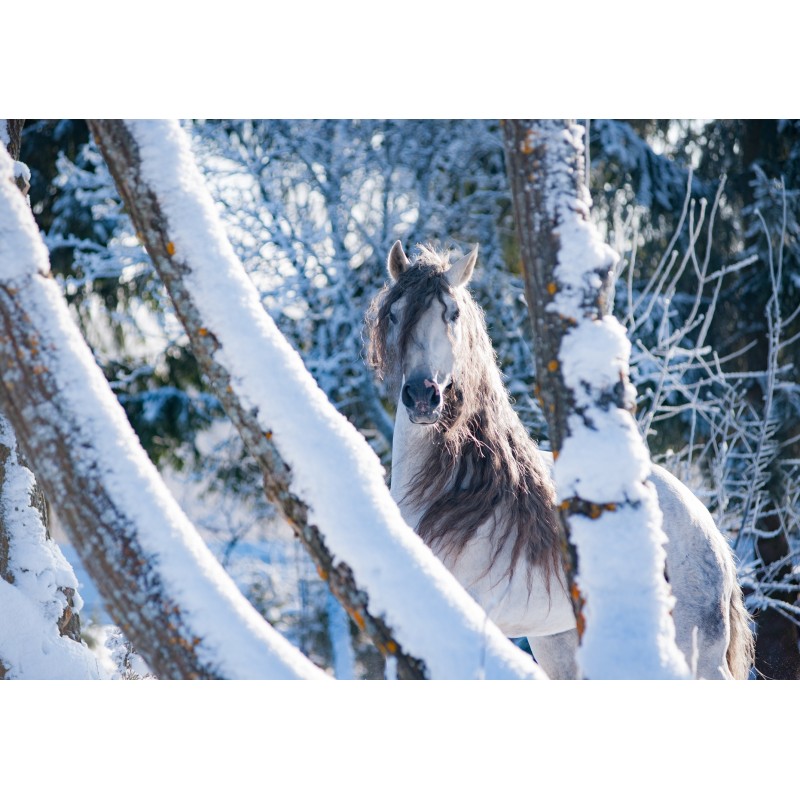 Pferdebilder, Pferdefotos, Pferdemotive, Pferde Leinwände mit Andalusierbildern, Reitergeschenke